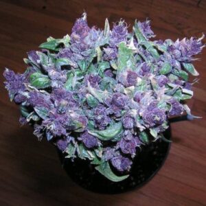 buy purple haze in dubai