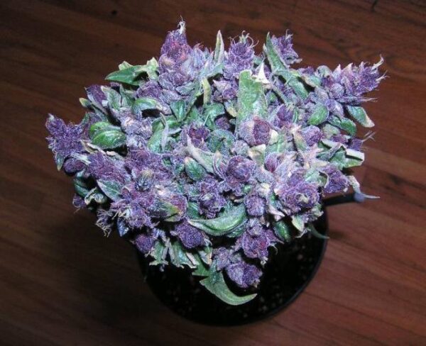 buy purple haze in dubai